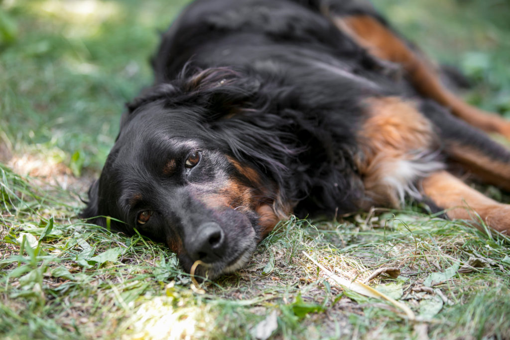 chien couché dans l'herbe