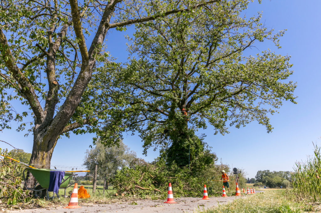 travaux sur grands arbres en bord de route. brouette, cône de signalisation de chantier