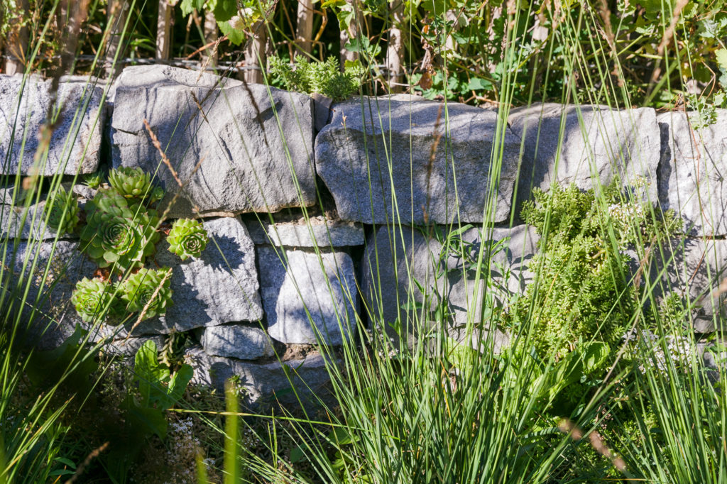 Mur en pierres sèches avec plantes grasses qui poussent à l'intérieur.